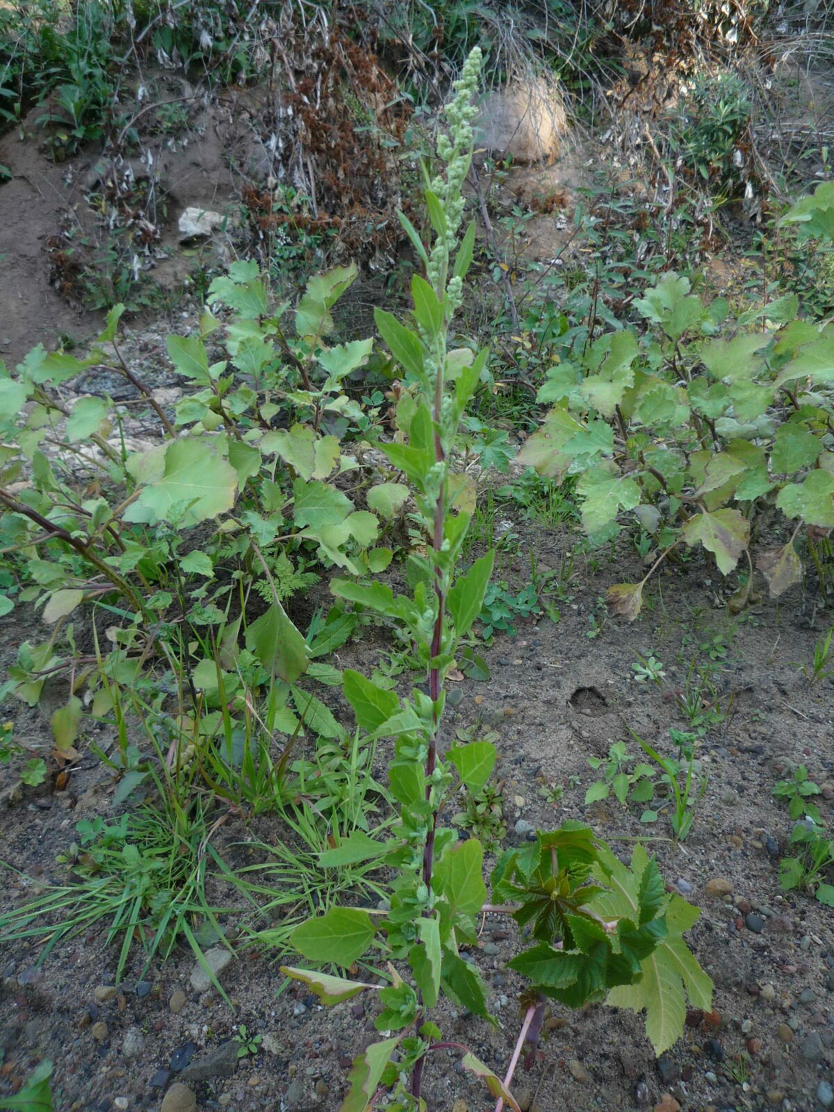 High Resolution Chenopodium berlandieri Plant